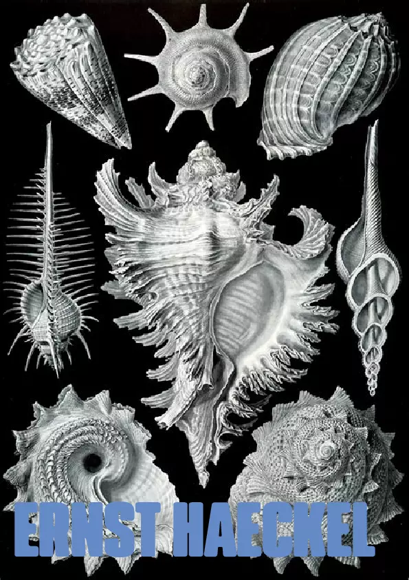 ernsthaeckel